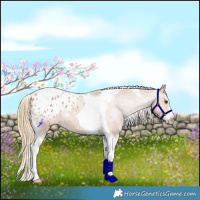 Horse Color:Chestnut Tobiano Appaloosa 