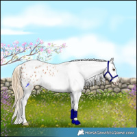 Horse Color:Chestnut Tobiano Appaloosa 
