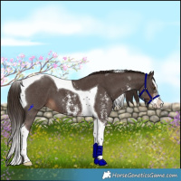 Horse Color:Liver Chestnut Sabino Splash Tobiano 