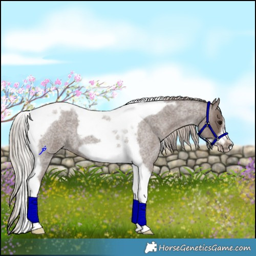 Horse Color:Silver Blue Roan Tobiano Frame 