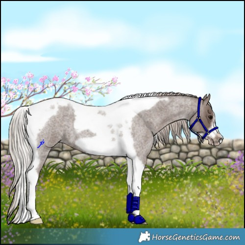 Horse Color:Silver Blue Roan Tobiano Frame