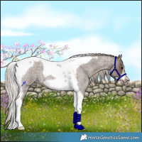 Horse Color:Silver Blue Roan Tobiano Frame 