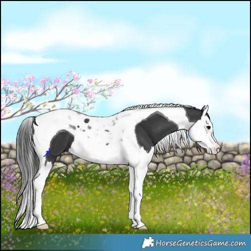 Horse Color:Black Splash Tobiano