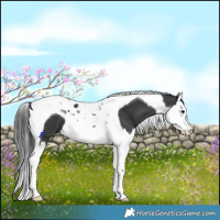 Horse Color:Black Splash Tobiano