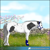 Horse Color:Black Splash Tobiano 