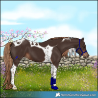 Horse Color:Liver Chestnut Tobiano 