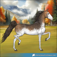 Horse Color:White Spotted Buckskin