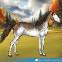 Horse Color:White Spotted Buckskin 
