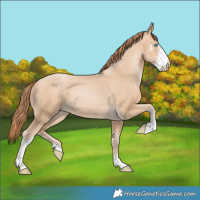 Horse Color:Buckskin Pearl Sabino