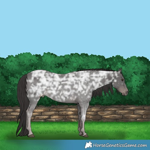 Horse Color:Platinum Liver Chestnut Ice Rabicano 