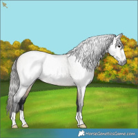 Horse Color:Gray Buckskin Roan Rabicano 
