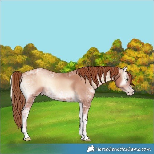 Horse Color:Gold Champagne Ice Onyx Rabicano 