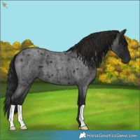 Horse Color:Gray Smoky Blue Roan