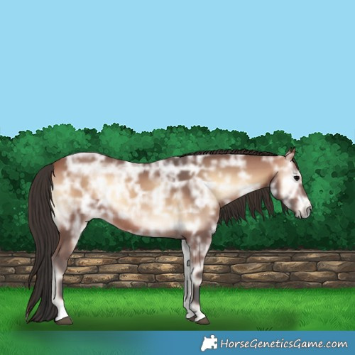 Horse Color:Bay Ice Onyx Rabicano 