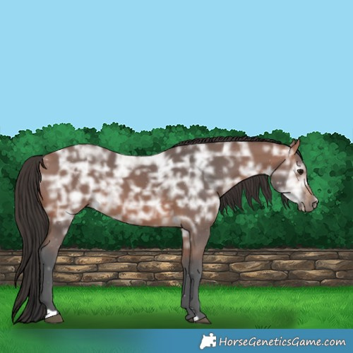 Horse Color:Bay Ice Rabicano 