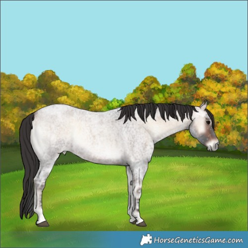 Horse Color:Brown Ice Roan Onyx Rabicano 