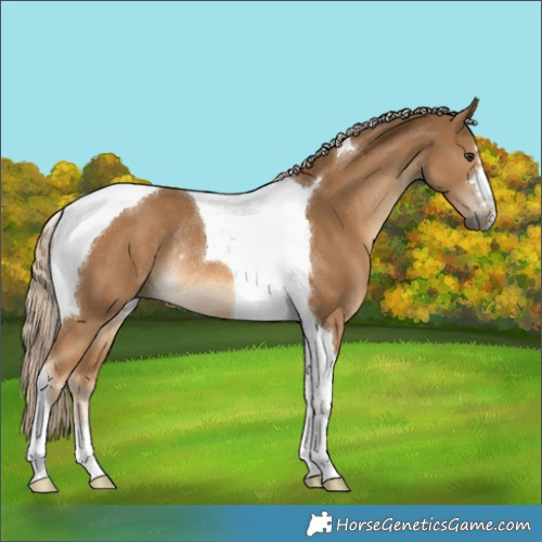 Horse Color:Chocolate Palomino Tobiano Rabicano 