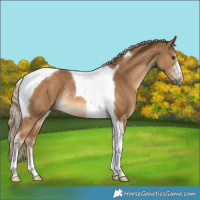 Horse Color:Chocolate Palomino Tobiano Rabicano 