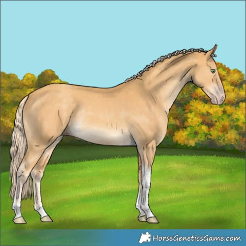 Horse Color:Gold Cream Champagne Tobiano Rabicano 