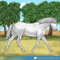 Horse Color:Gray Gold Champagne Roan Blanket Rabicano