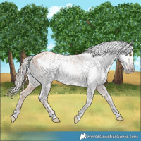 Horse Color:Gray Gold Champagne Roan Appaloosa Rabicano 