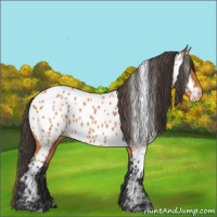 Horse Color:Bay Near Leopard 