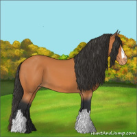Horse Color:Bay Varnish