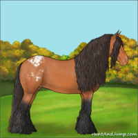 Horse Color:Bay Varnish