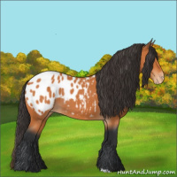Horse Color:Bay Appaloosa
