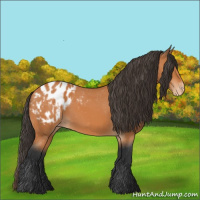 Horse Color:Bay Appaloosa 