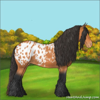 Horse Color:Bay Near Leopard 