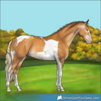 Horse Color:Gray Gold Cream Champagne Tobiano Rabicano