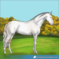 Horse Color:Gray Gold Cream Champagne Tobiano Rabicano 