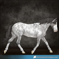 Horse Color:White Spotted Grullo Roan Appaloosa Rabicano 