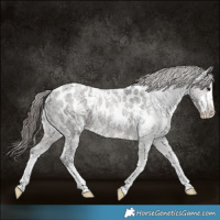 Horse Color:White Spotted Grullo Roan Appaloosa Rabicano 