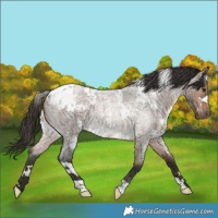 Horse Color:White Spotted Bay Roan Dun Rabicano