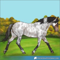 Horse Color:White Spotted Brown Roan Appaloosa Rabicano