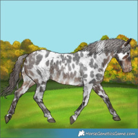 Horse Color:White Spotted Brown Roan Appaloosa Rabicano 