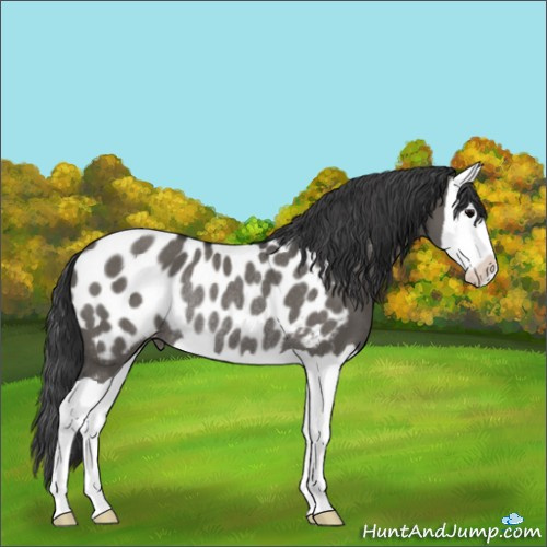 Horse Color:Grullo Splash Appaloosa Rabicano 