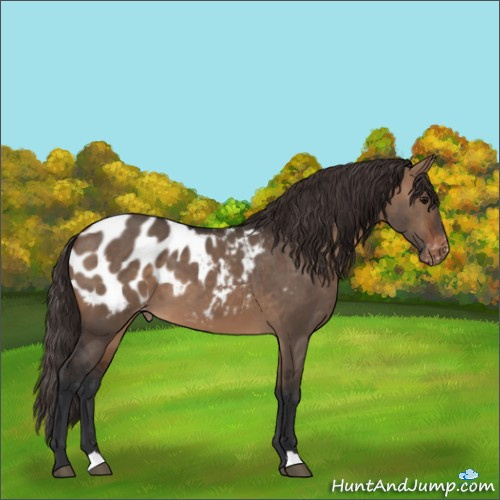 Horse Color:Brown Dun Appaloosa 