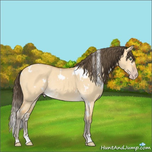 Horse Color:White Spotted Amber Cream Champagne Dun Rabicano 