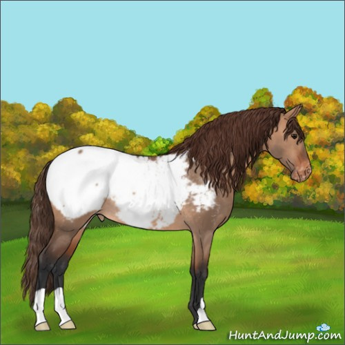 Horse Color:Bay Dun Appaloosa Rabicano 