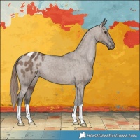 Horse Color:Liver Red Dun Appaloosa Brindle 