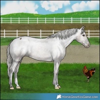 Horse Color:Liver Red Dun Appaloosa Brindle 