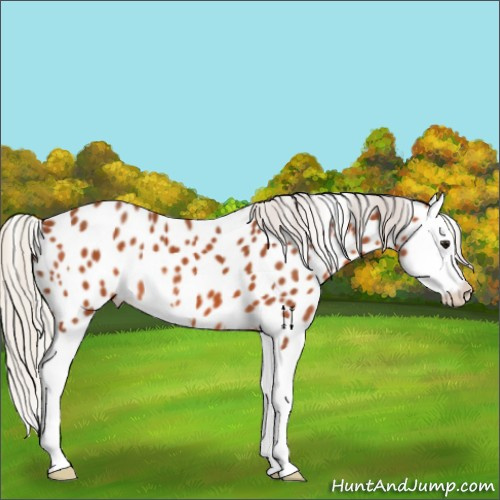 Horse Color:Silver Bay Splash Appaloosa 
