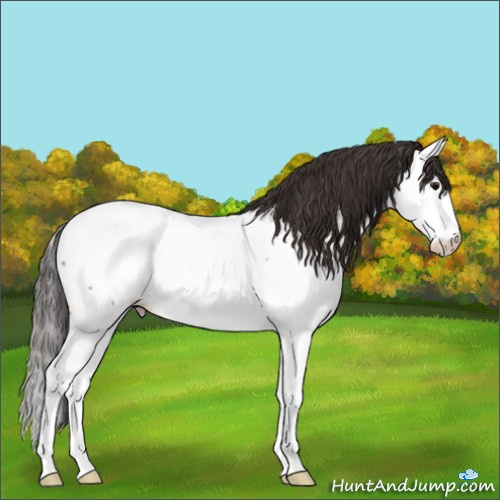 Horse Color:Bay Splash Appaloosa 