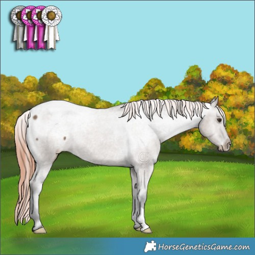 Horse Color:Liver Red Dun Appaloosa Brindle