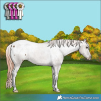Horse Color:Liver Red Dun Appaloosa Brindle 