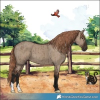Horse Color:Liver Red Dun Brindle 