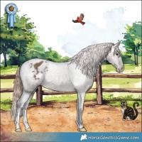 Horse Color:Liver Red Dun Appaloosa Brindle 